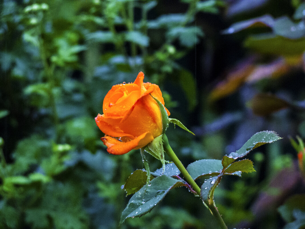 Бутон розы  Флорибунда - Валентин Семчишин