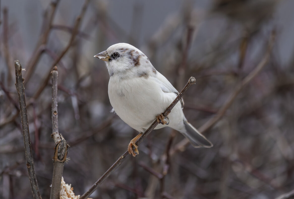 из жизни воробьев.белый воробей. - юрий макаров