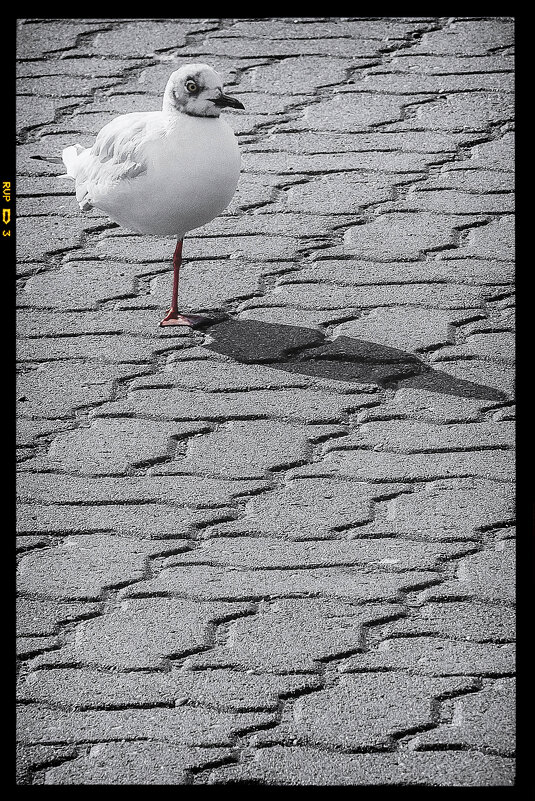 Наблюдатель. - Svyatoslav [Artisan] Ph.