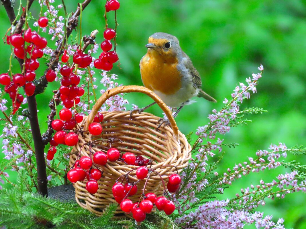 Зарянка - Ольга Митрофанова