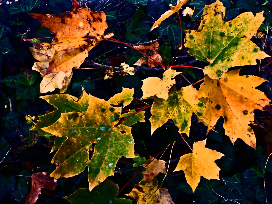 Осень 9 - Алексей Кузнецов