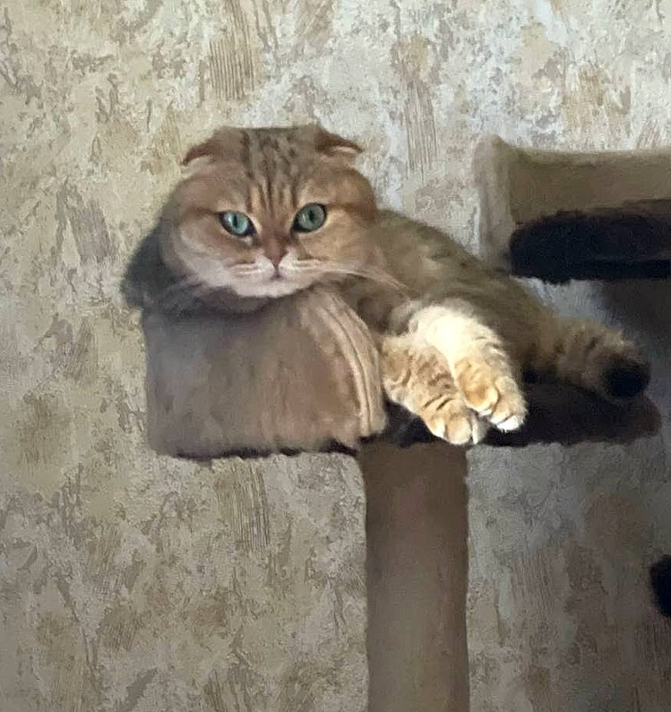 Марфа на "троне" - Ольга Довженко