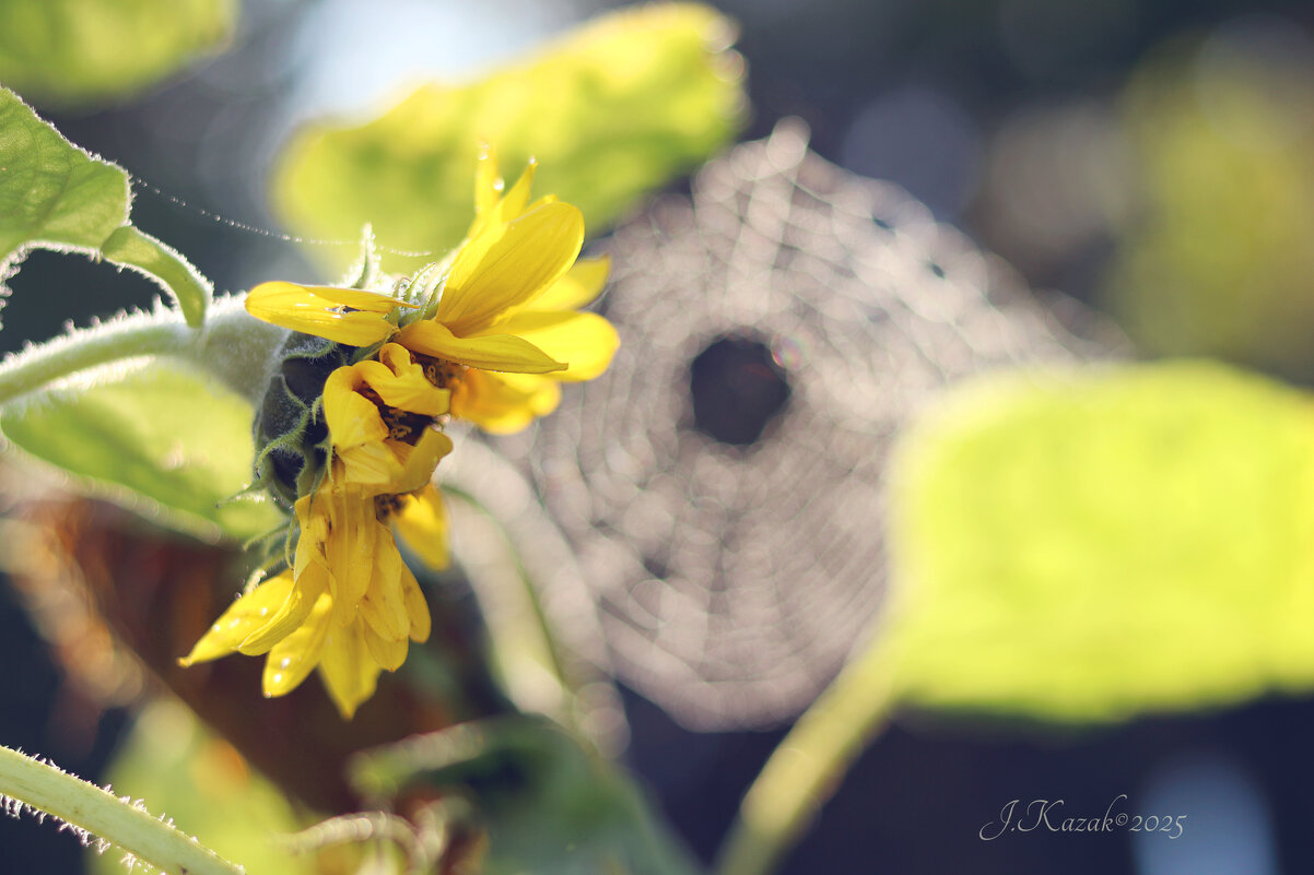 **** - Елена Kазак (selena1965)