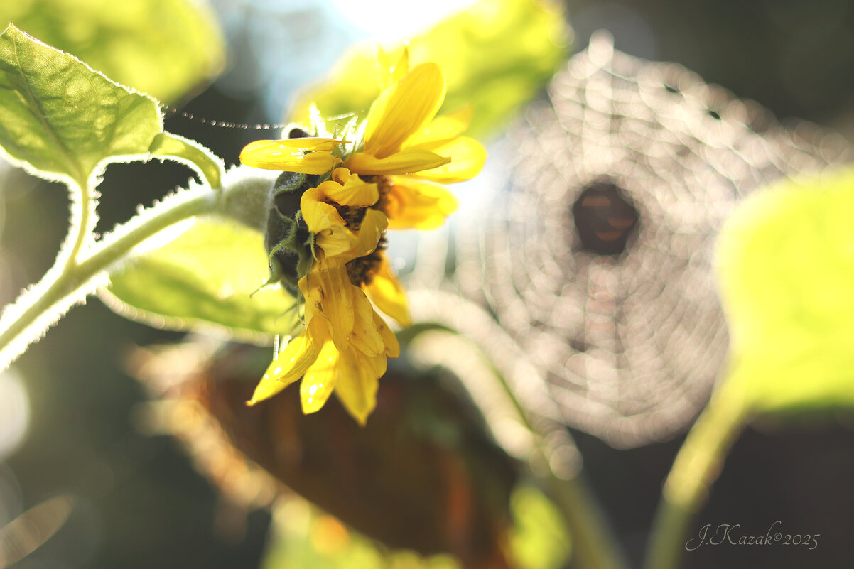 *** - Елена Kазак (selena1965)