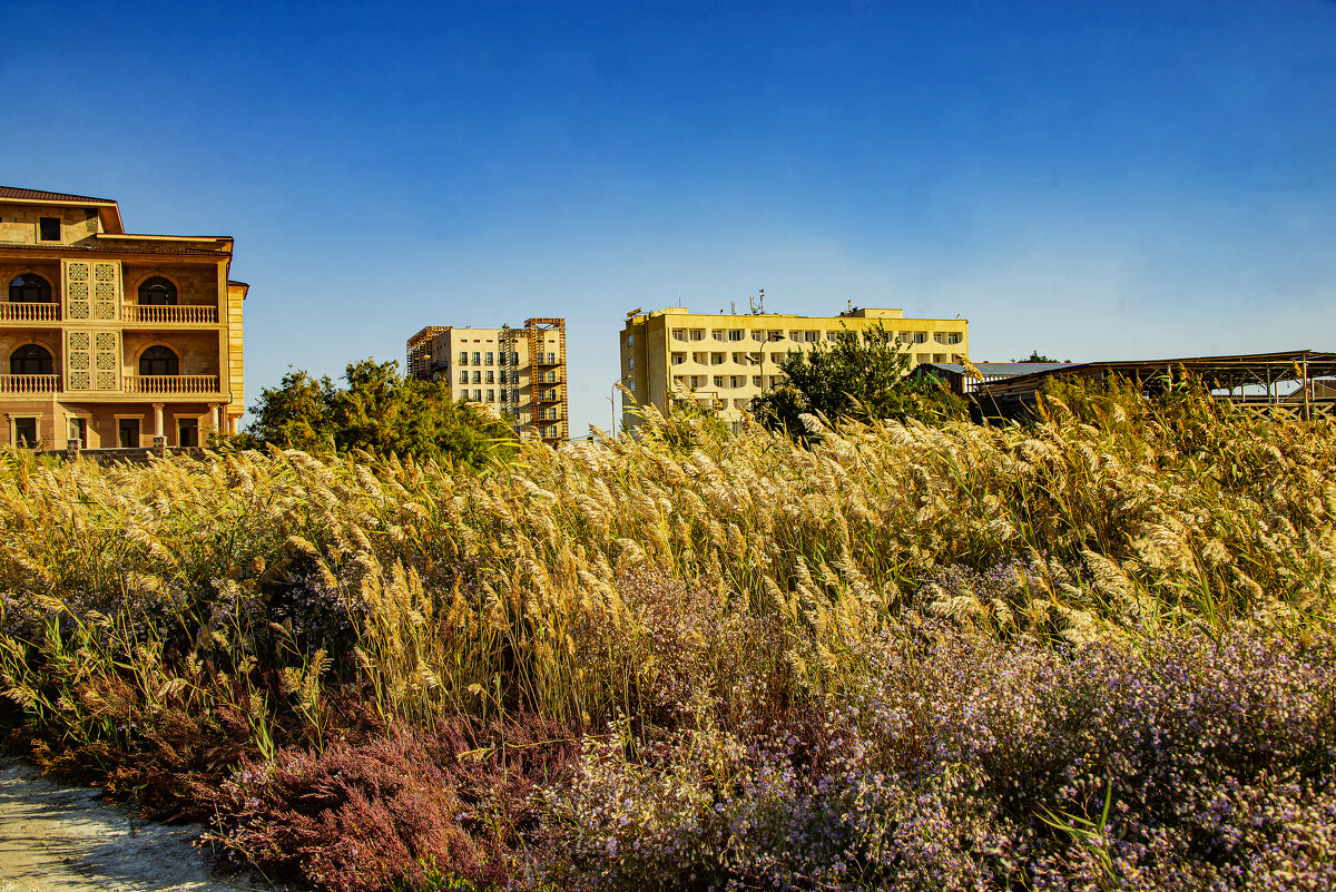 Камыш - Анатолий Чикчирный