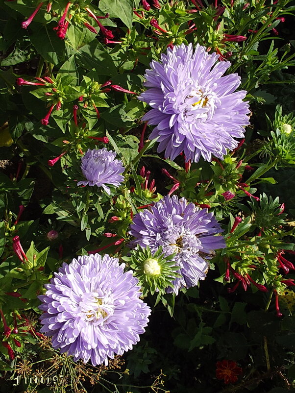 Астры - Freddy 97