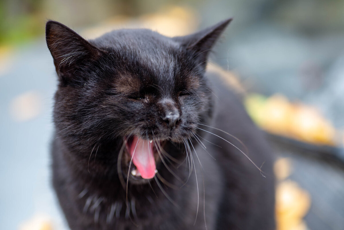 Сладко зевнул - Владимир Иванович