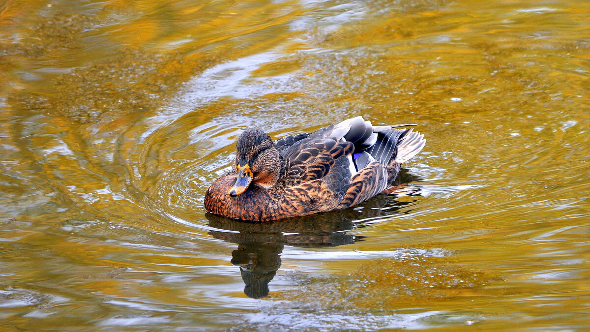 ..... - Анатолий Анищик