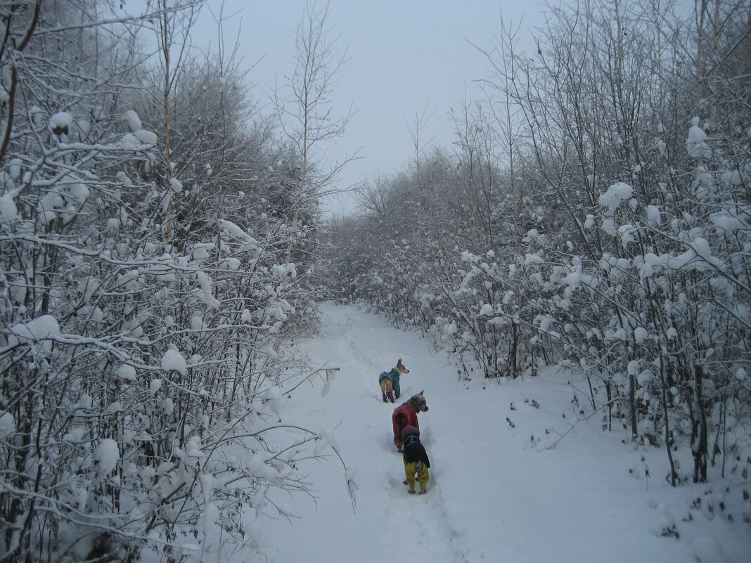 Зимние прогулки - Anna Ivanova