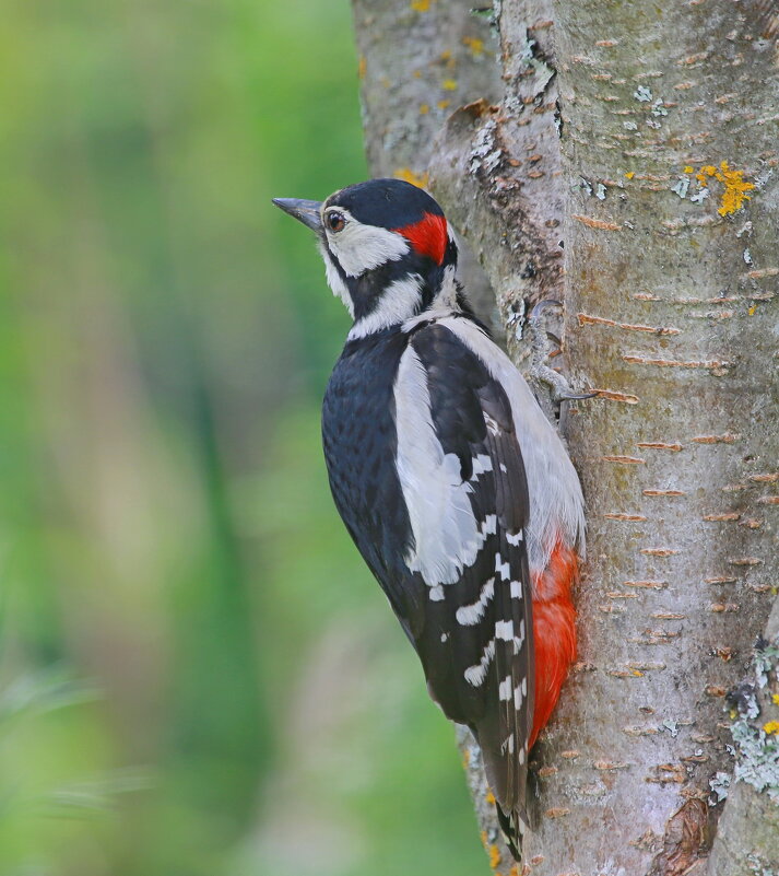 санитар леса... - Andrey Bragin 