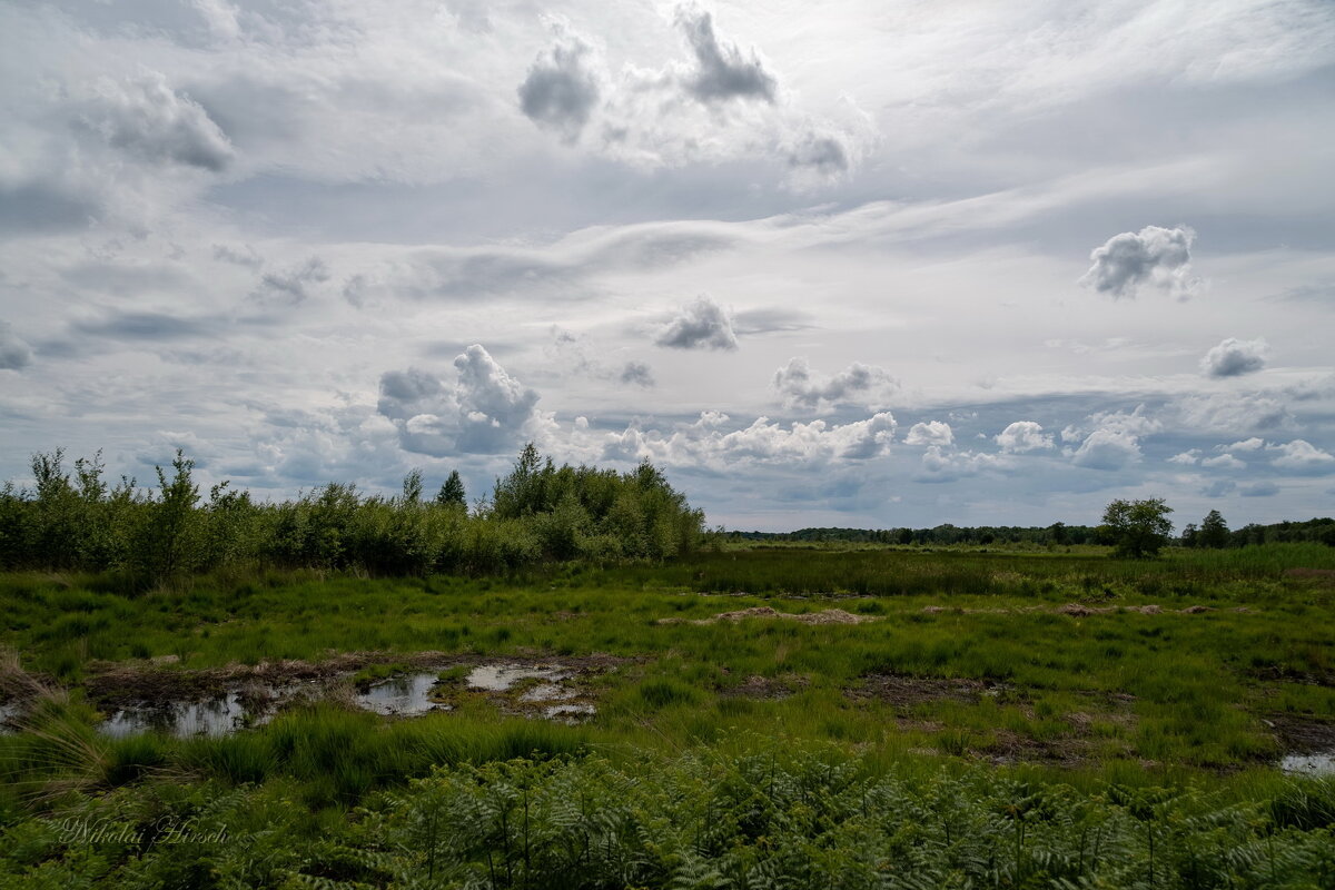 Территория болота... - Николай Гирш
