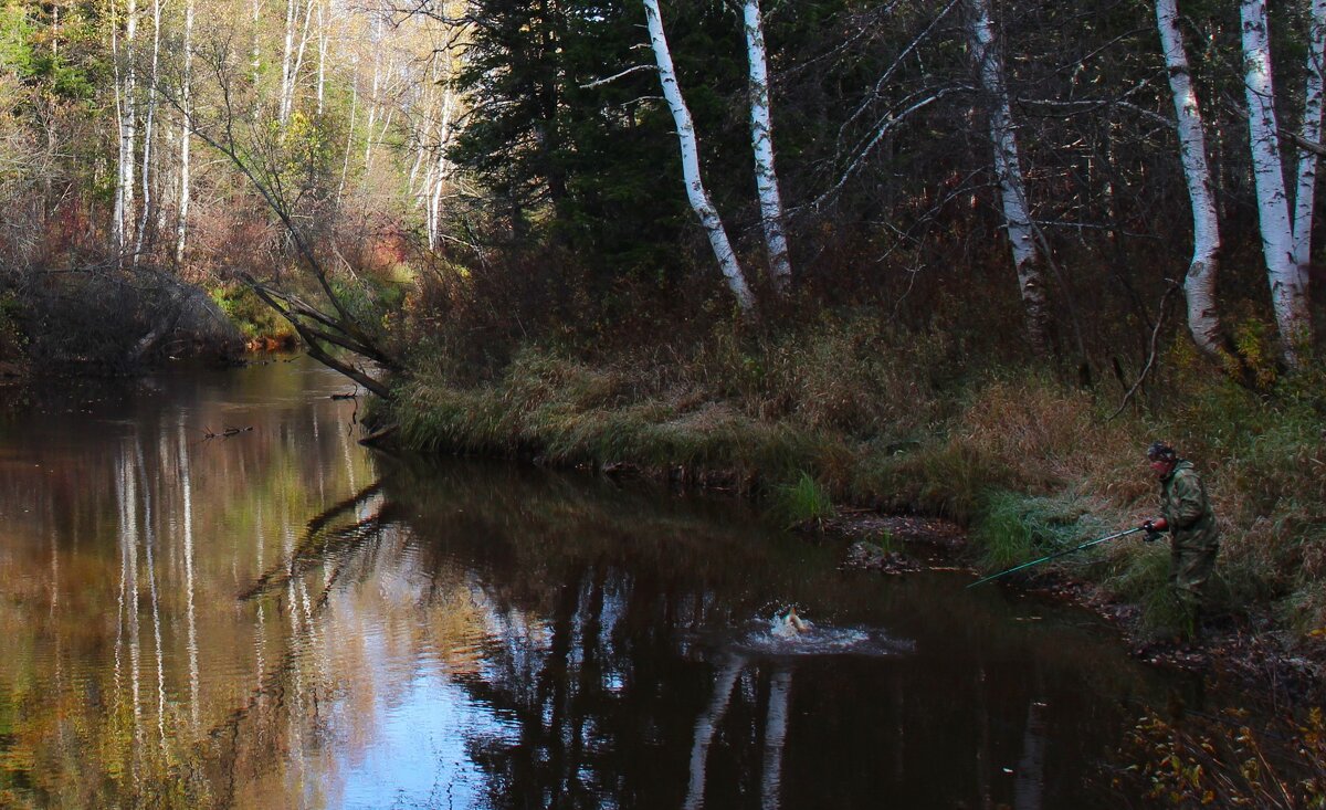 Щука попалась! - Сергей Никифоров Щука попалась! - Сергей Никифоров