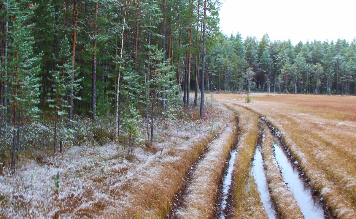 Колея - Сергей Никифоров