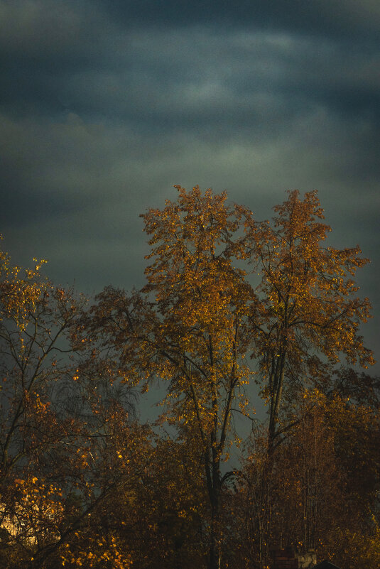 * - Nikolai 888 * - Nikolai 888