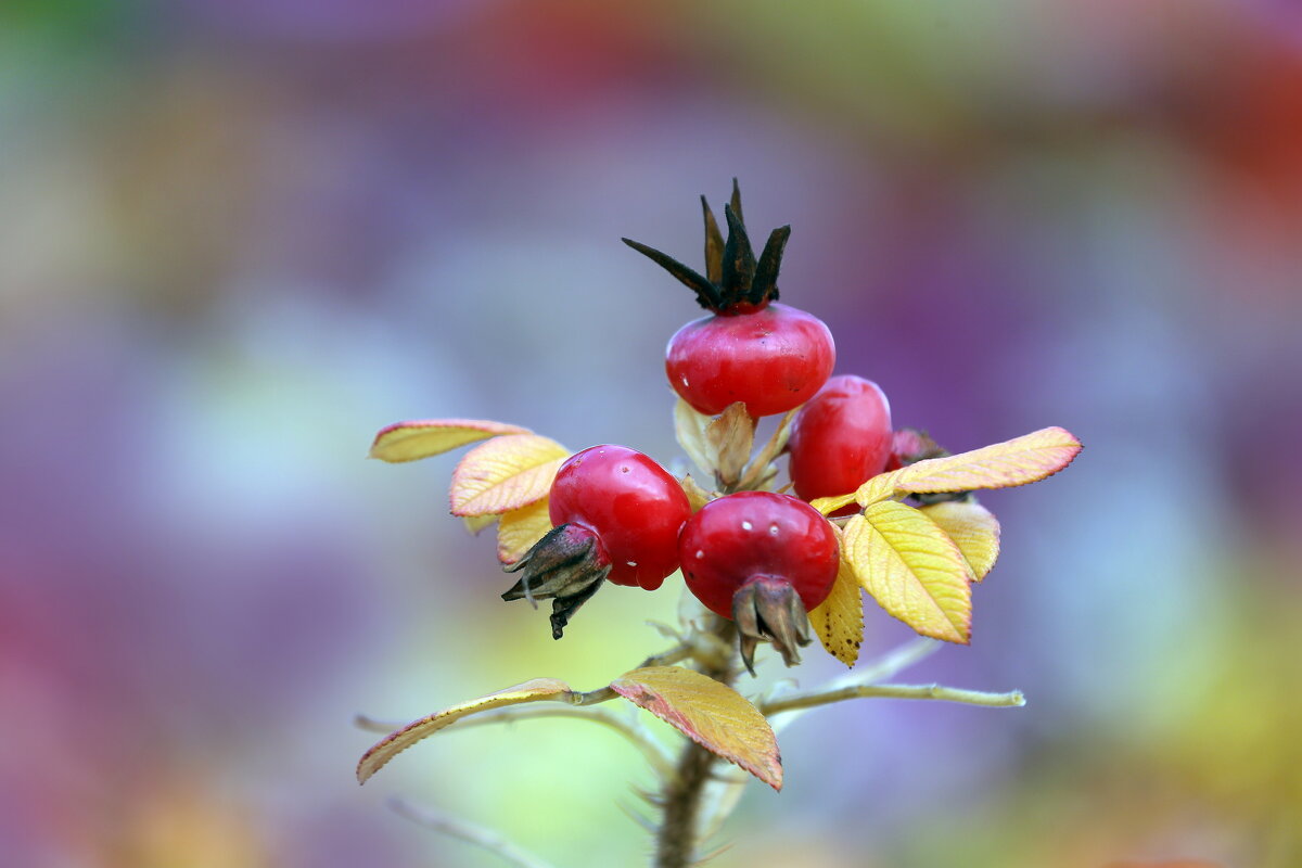 Зарядье 18 октября - Михаил Бибичков