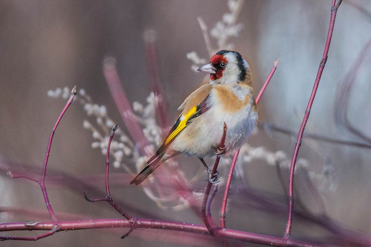 Щегол. - Nik Lovec