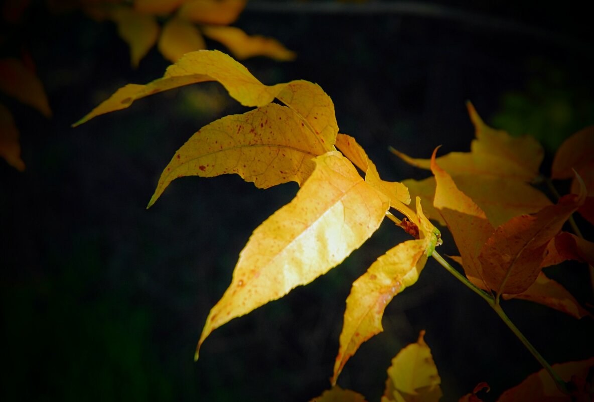 Октябрьский этюд. - Владимир 