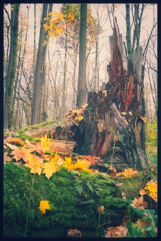 С прогулки по осеннему лесу. - Руслан 
