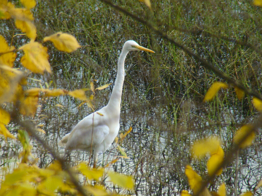 большая белая цапля - gawrilа - dan