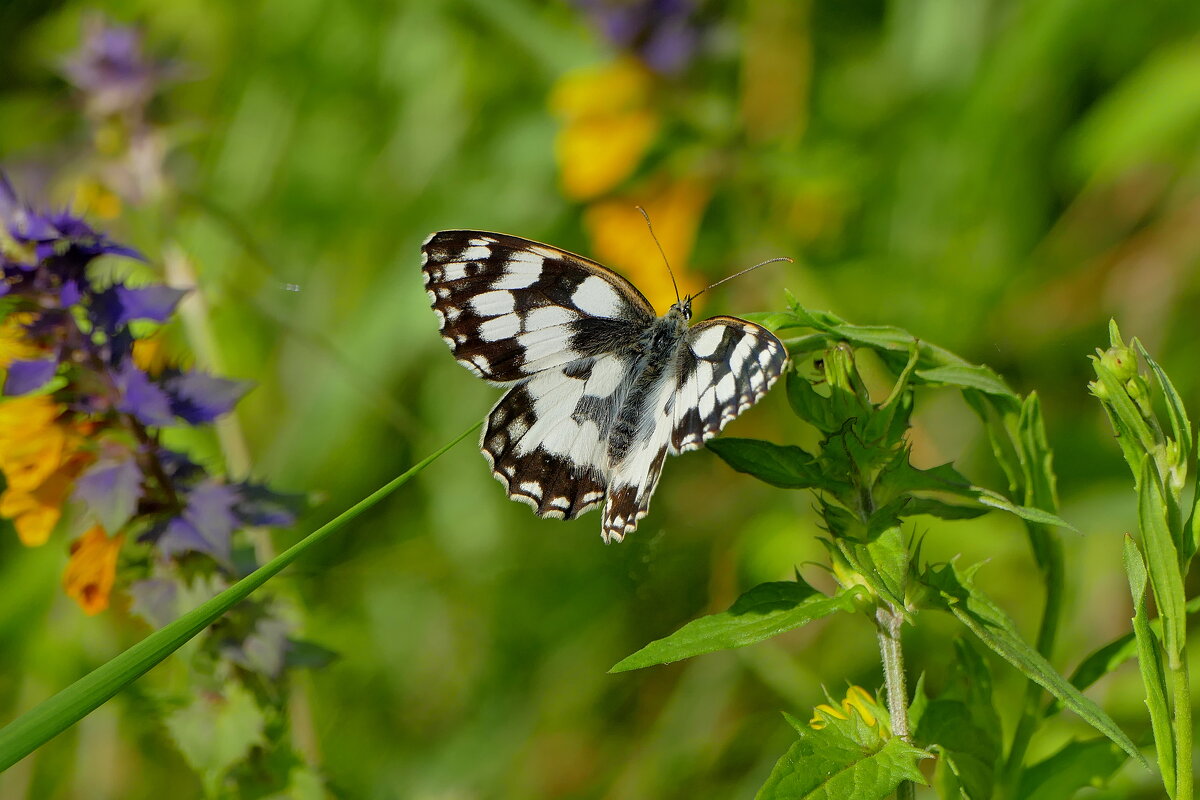 опять бабочки 18 - Александр Прокудин