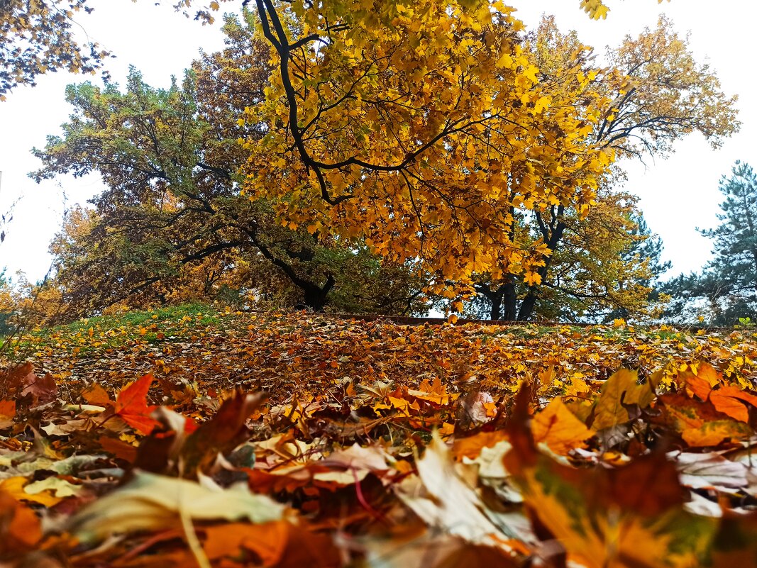 Осень в Москве - svk *