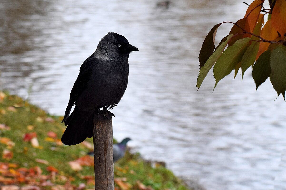 Ах! Как хочется поплавать! - Татьяна Помогалова