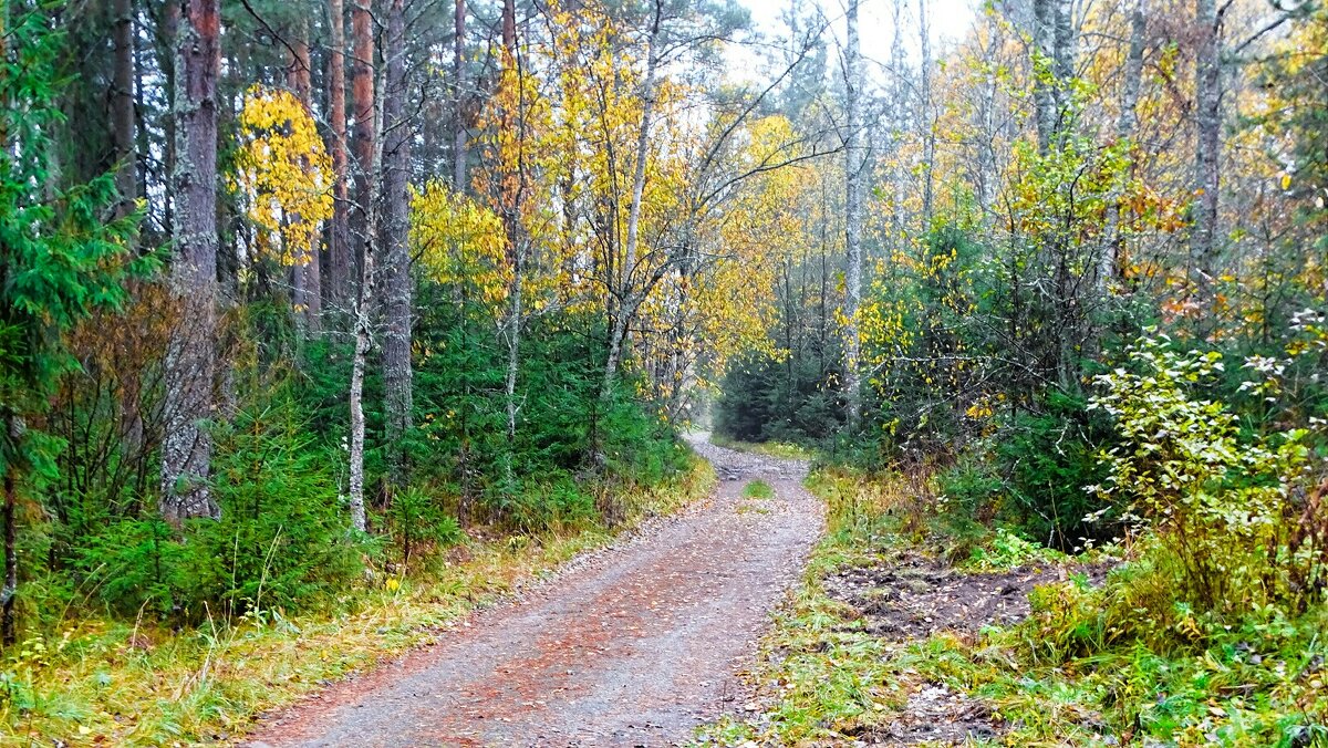 Природа в середине осени (репортаж из поездок по области). - Милешкин Владимир Алексеевич Природа в середине осени (репортаж из поездок по области). - Милешкин Владимир Алексеевич