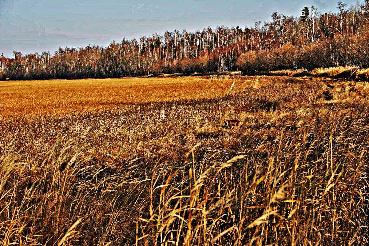 Осень..Мышкующий лис в пойме протоки Коим! - Владимир 