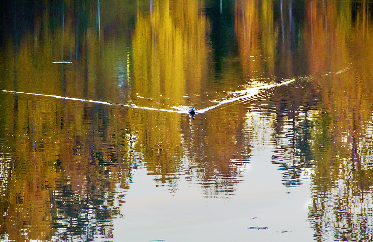 Осень на пруду. Природа сама себе рисует полОтна, нам остается только подсмотреть. - Bosanat 