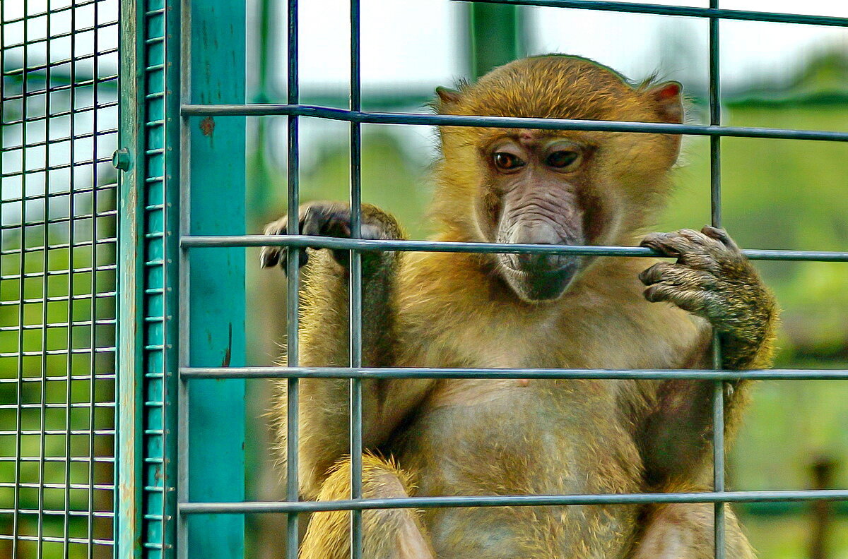 " Сафари парк " Геленджик... - Николай Саржанов