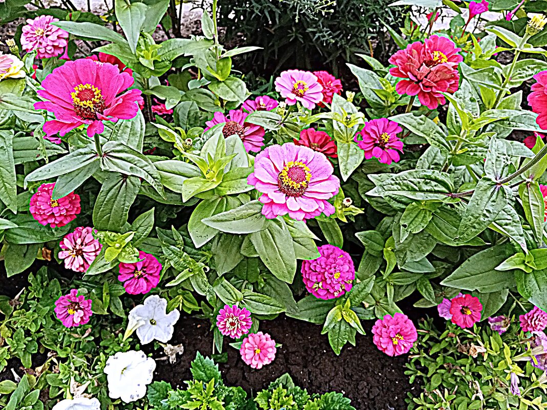 Цветы. - Владимир Драгунский