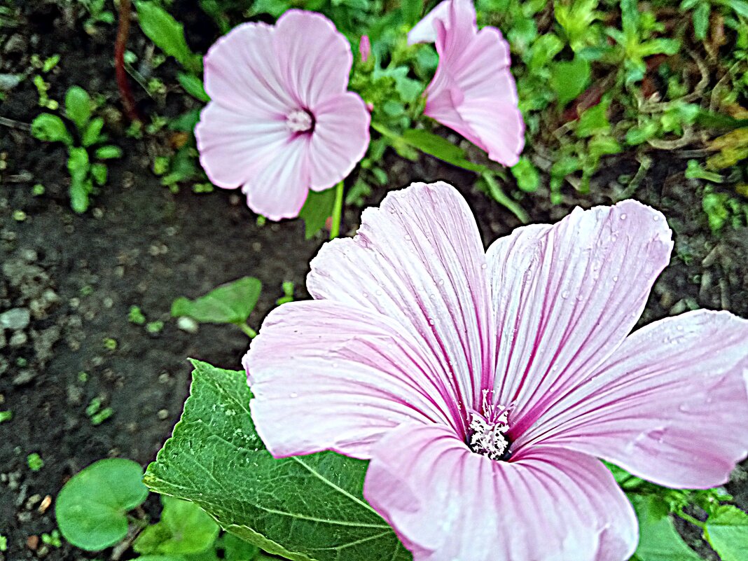 Цветы. - Владимир Драгунский Цветы. - Владимир Драгунский