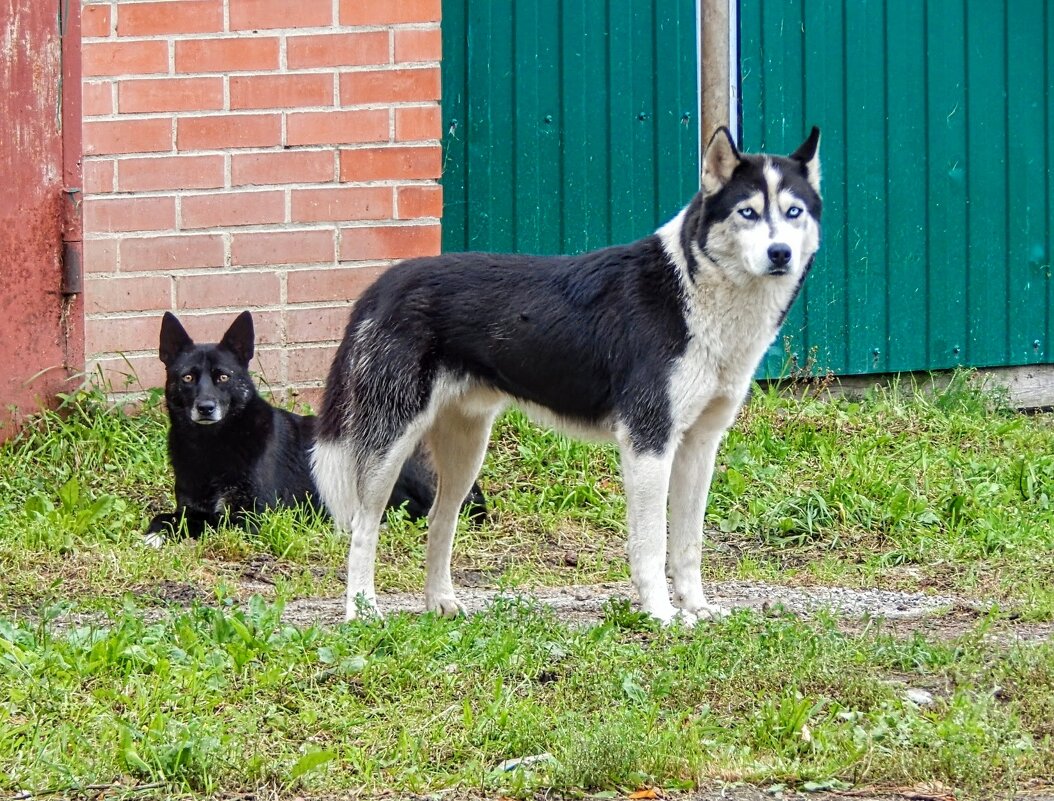 Самовыгульные! - Елена Хайдукова  ( Elena Fly )