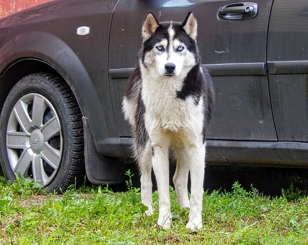 Красавец хаски! - Елена Хайдукова  ( Elena Fly )