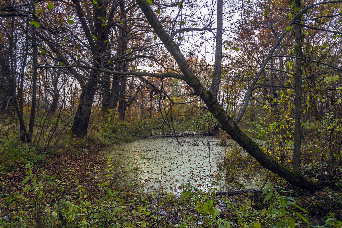 Осень в лесу - Сергей Цветков Осень в лесу - Сергей Цветков