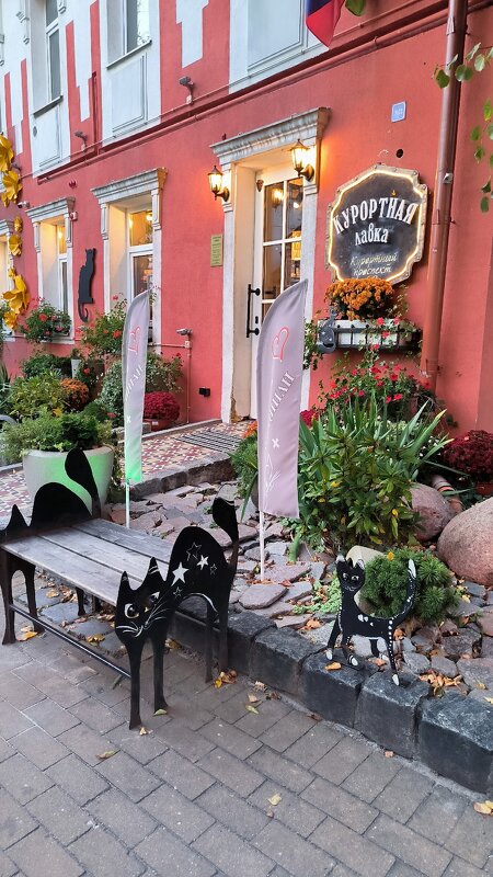 В Зеленоградске котики везде! - Ольга 