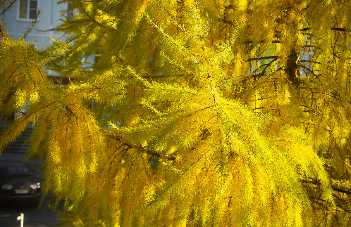 Солнечная осень. - юрий Амосов