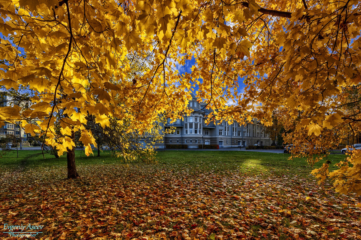 Золото осени - Евгений 