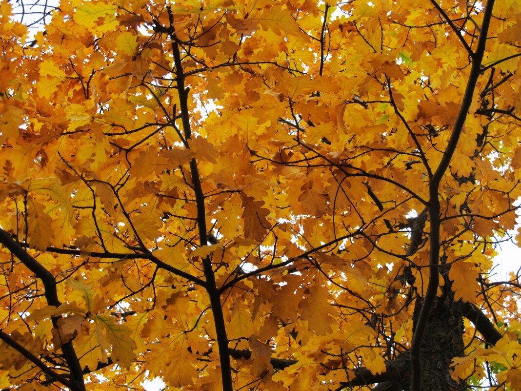 осенний дуб - Елена Шаламова