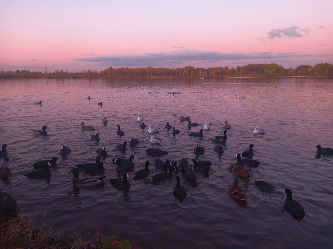 Лысухи - Сапсан Лысухи - Сапсан