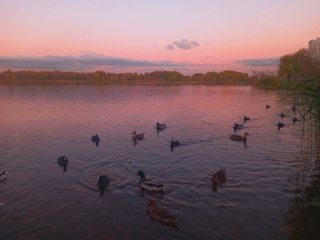 Утки - Сапсан 