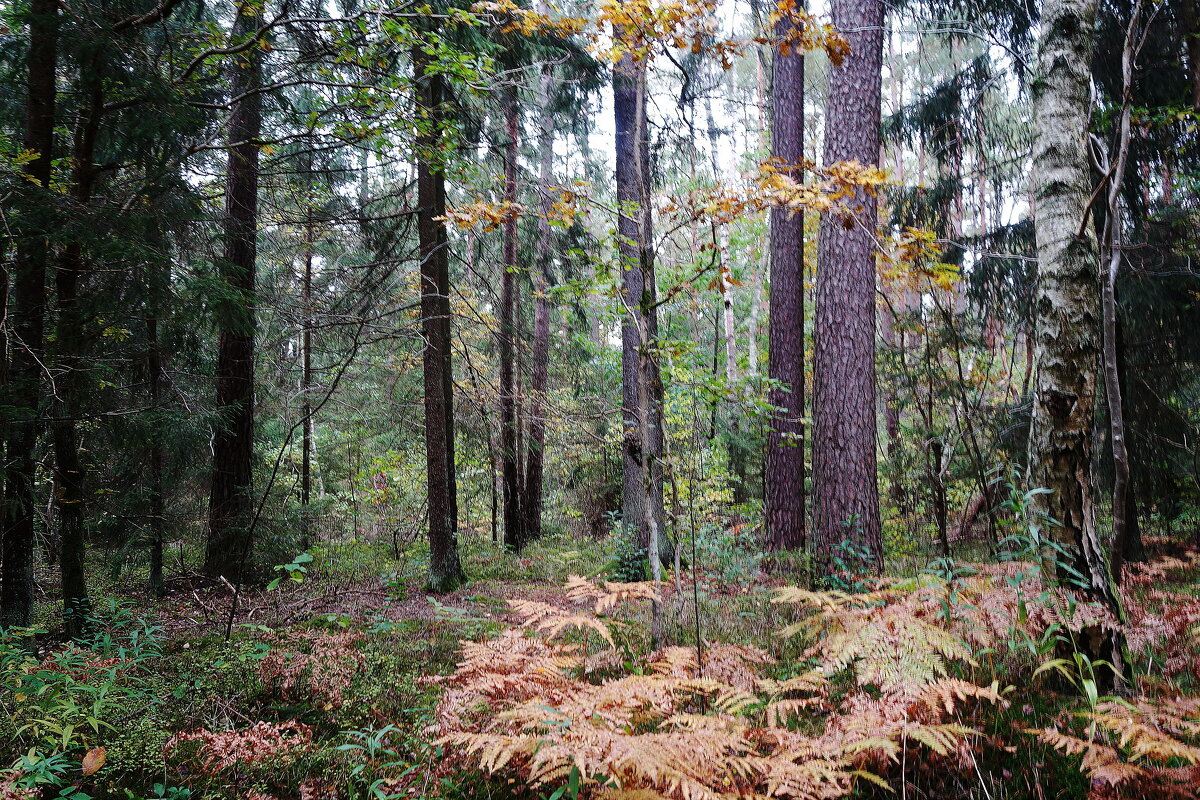 В осеннем лесу - Рита Симонова