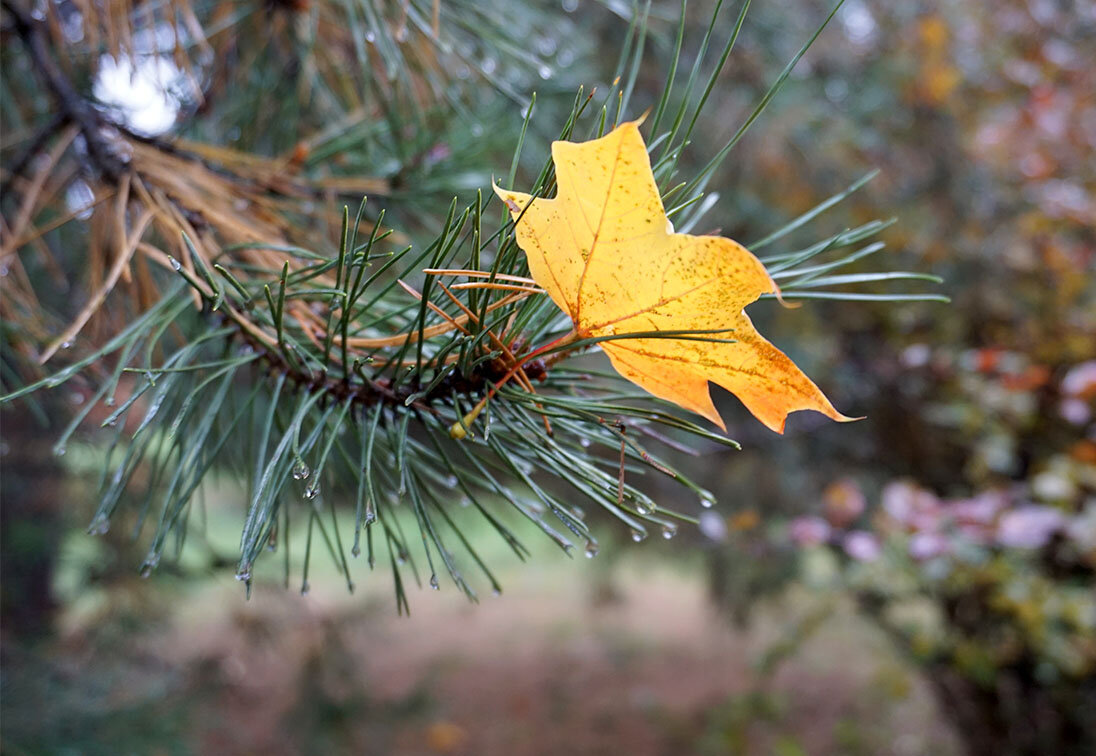 Дай пять !!! - Лариса Корж