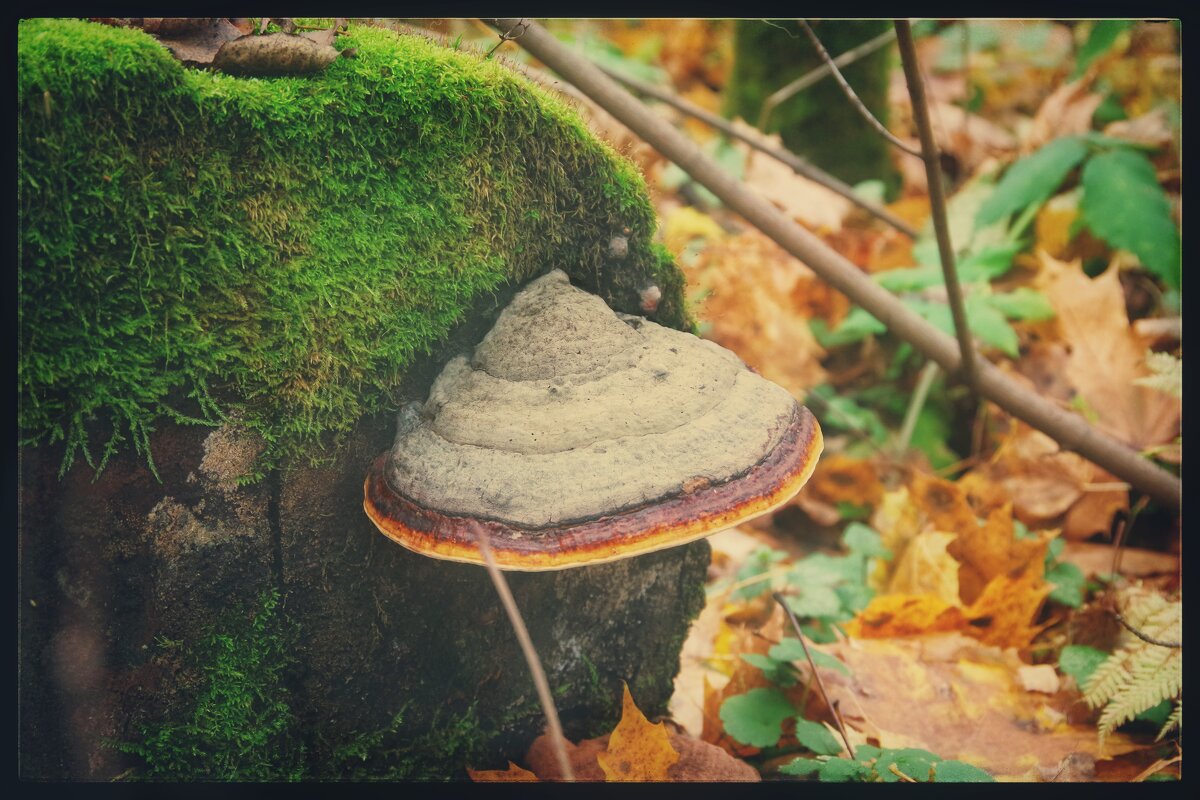 . . . - Руслан 