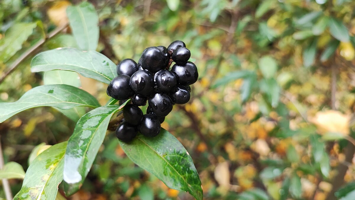 ,,, - Сергей Тимоновский