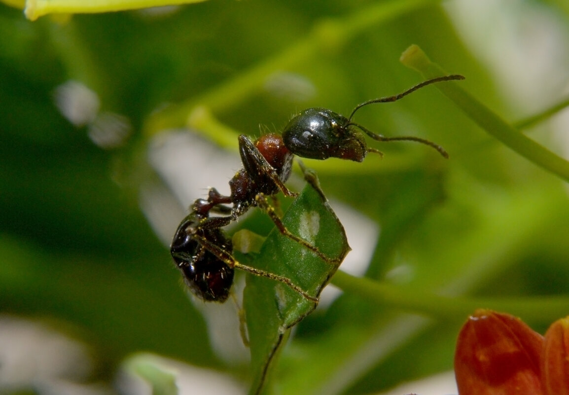 муравей - Ринат ***