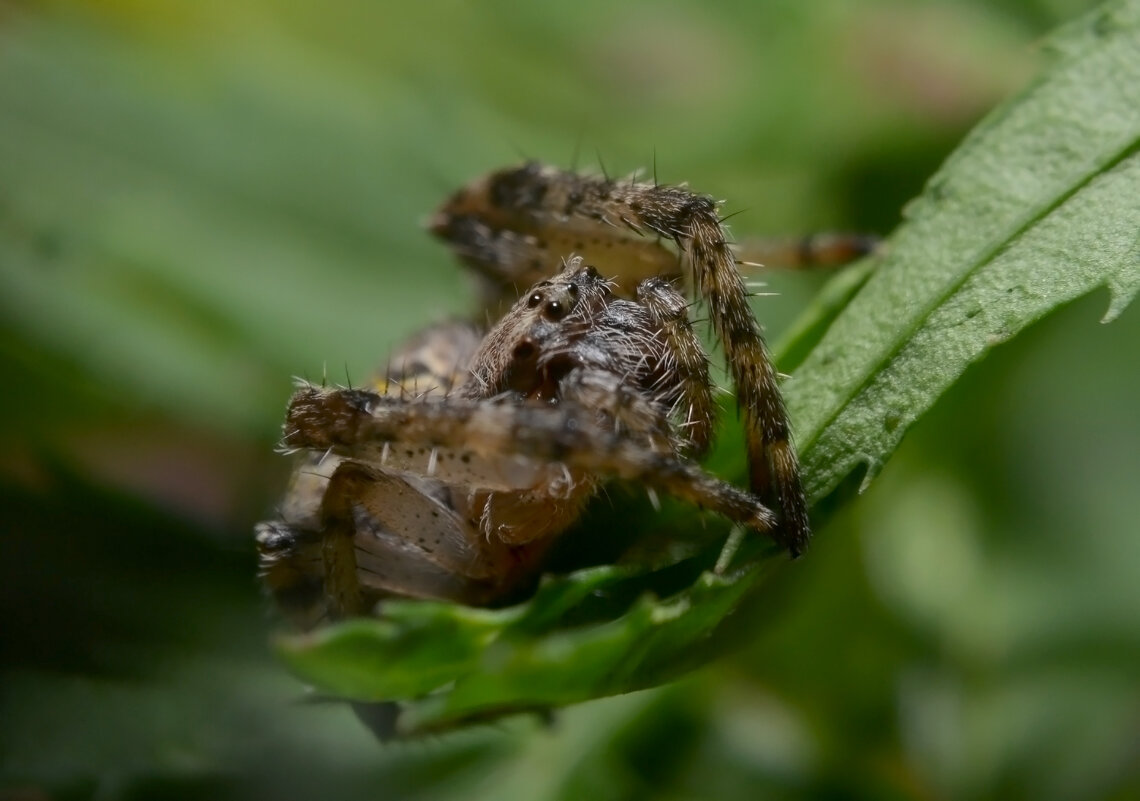 паук - Ринат ***