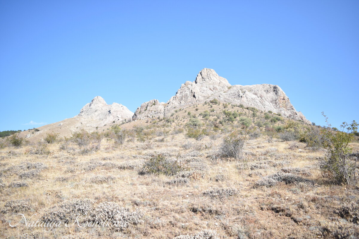 Природа Крыма - Amazing Cosmea