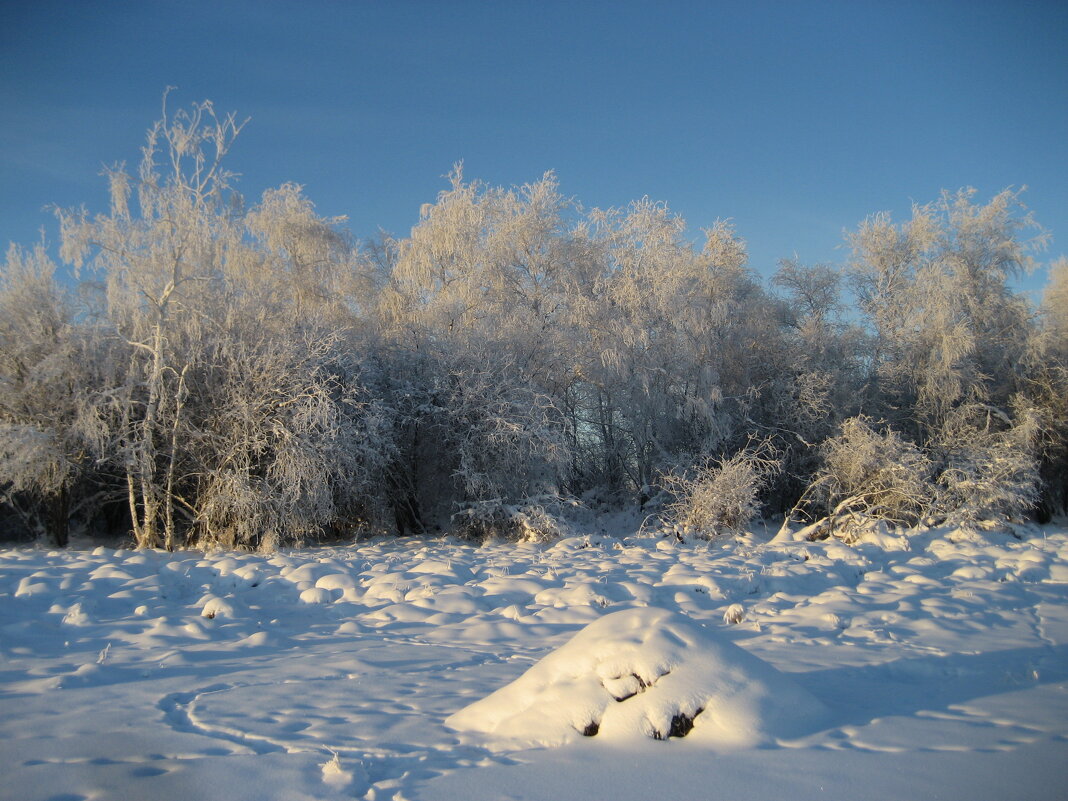 Хатка ондатры под снегом - Anna Ivanova Хатка ондатры под снегом - Anna Ivanova