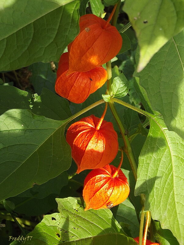 Физалис - Freddy 97